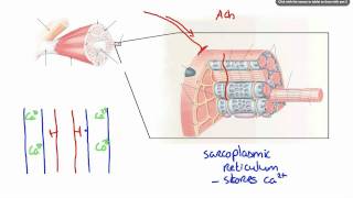 042 How Calcium ion release results in Muscle Contraction [upl. by Tivad179]