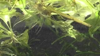 Danio rerio glofish accidental fry eat vinegar eels [upl. by Kelleher]