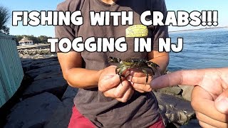 Fishing with CRABS TAUTOG Blackfish SLAYFEST at the INLET Barnegat Light NJ [upl. by Shapiro]