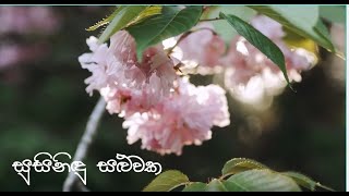 Susinidu Saluwaka  සුසිනිදු සලුවක  Krishnamali Jayasena Official lyrics video [upl. by Sundin]