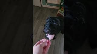 Labradoodle eating ham funny labradoodlepuppies humor cute ham viralvideo [upl. by Ttirrem630]