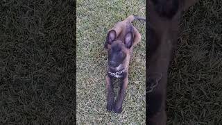 malinois charbonné 2 mois et 15 jours Dressage aboie [upl. by Atem432]