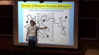 Simple Diffusion Across Lipid Bilayers [upl. by Hellah]