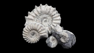 Ammonite Pleuroceras preparation [upl. by Maridel]