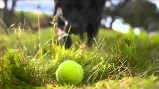 Beneful TV Commercial Un Paseo Spanish [upl. by Ehrman]