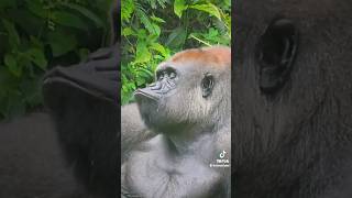 quotGorilla Giggles A Hilarious Compilation of Funny Gorilla Momentsquot [upl. by Salvadore206]