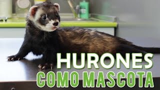 Hurones  Hurón Como Mascota [upl. by Nibaj]