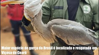 MAIOR GARÇA do BRASIL em Viçosa do Ceará [upl. by Fonseca125]