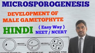 Development of Male Gametophyte in Angiosperms  MICROSPOROGENESIS HINDI [upl. by Silverts]