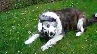 My dog with vestibular disease [upl. by Auqinimod]