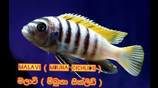 Mbuna Cichlids  Malavi Sinhala  Sri Ceylon Aqua [upl. by Kcirneh]