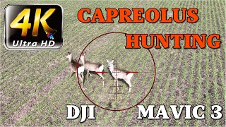 Capreolus hunting with drones Slow motion video Part 3 [upl. by Phoebe]