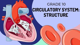 Structure of the Circulatory System [upl. by Llehcear33]