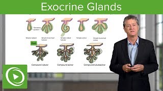 Glands and Harmone ग्रंथियां और हॉर्मोन Endocrine gland  Exocrine gland by kajal mam [upl. by Enneiviv]