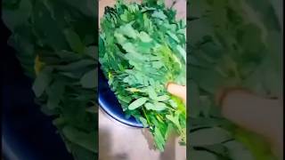 ଏଇ ଶାଗ ର ନାଁ କଣ sesbania grandiflora leaves recipe songshortsviralcookingMamataVlogs [upl. by Ssilb]