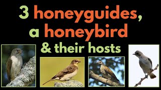 3 HONEYGUIDES A HONEYBIRD AND THEIR BROOD HOSTS  a list of their main hosts  BROOD PARASITISM [upl. by Notsnarc]