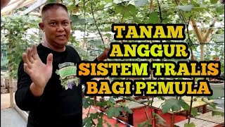 TANAM ANGGUR SISTEM TRALIS  PAGAR BAGI PEMULA tipsandtricks tralis kaij trending suprianto [upl. by Jodoin]