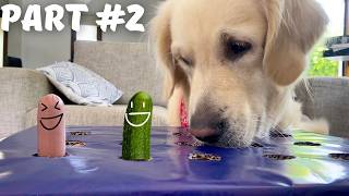 My Dog’s 2 Reaction to the Hot Dog Challenge  Dog Tries the Wiener Challenge [upl. by Enerahs]