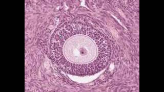 Shotgun Histology Ovary [upl. by Adest]