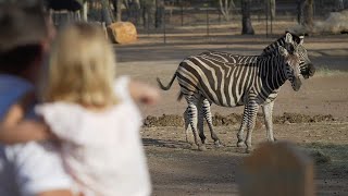 Taronga Western Plains Zoo is Reopening Heres what to Expect [upl. by Nebeur]