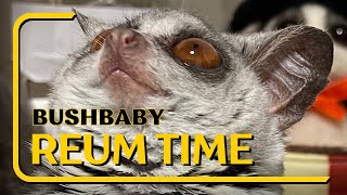 Bushbaby リアム全力で遊びます🤣 [upl. by Ravo]