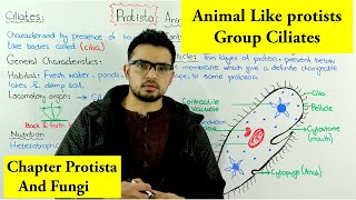 Animal like Protists Ciliates  Chapter Protista and Fungi [upl. by Acilejna]