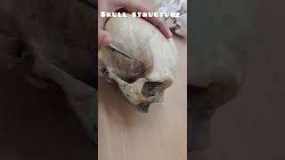 Human Skull 💀 PART 2 Humananatomyskullpterionmedico [upl. by Assenaj549]