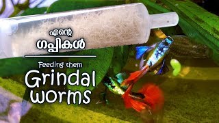 Guppy feeding  Grindal worms Kerala local vlog 112 [upl. by Zehc302]