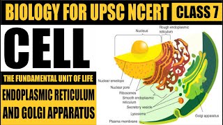 CELL  Endoplasmic Reticulum  CLASS 7  Biology for NCERT  Biology by Sita Mam [upl. by Hymie163]