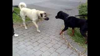 Rottweiler vs Kangal Dangerous Meeting [upl. by Lowry]