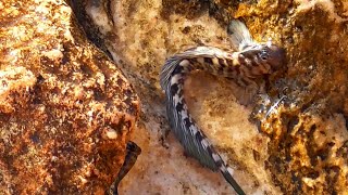 Rockskipper Blennies  Fish on Land [upl. by Hessney346]