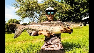 ULTRALIGHT  Recorde PINCACHARA  Pesqueiro Tres Lagoas  Pincachara Gigante e pirarara  Amental [upl. by Asuncion]