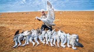 Sandhill Crane Hunting CATCH CLEAN COOK [upl. by Rukna247]