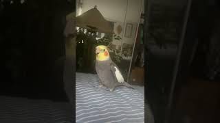 One flew onto the Pillowcase…😃🦜 [upl. by Brynn]