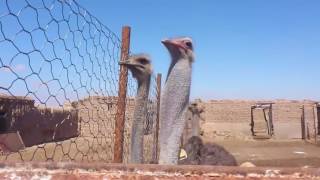 Голоса птиц Страус common ostrich song [upl. by Odom]