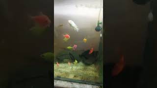 Widow tetra goltetra colourchiclidtiger red barbshorts communitytank fish aquarium nature [upl. by Namreg]