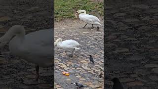 At Least Some of Prague Inhabitants Enjoy the Higher Water Levels During Floods in Prague Czechia [upl. by Ahseiym]