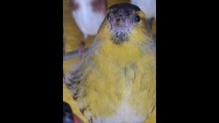 Green Siskin Bird  carduelis spinus [upl. by Ylrebmek]