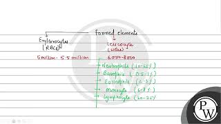 Arrange the following formed elements in the decreasing order of their abundance in blood in hum [upl. by Eintihw]