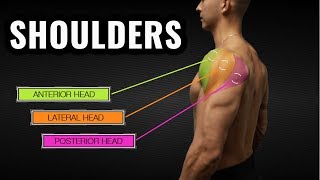 The Best ScienceBased Shoulder Workout for Size and Symmetry [upl. by Nylorak]