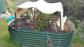 Planting Waratah Cuttings [upl. by Haianeb673]