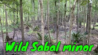 Wild Dwarf Palmettos Sabal Minor [upl. by Swirsky]