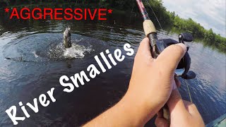 Fishing the Androscoggin River for AGGRESSIVE Smallmouth Bass [upl. by Cotsen]