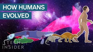 Incredible Animation Shows How Humans Evolved From Early Life [upl. by Lashar656]