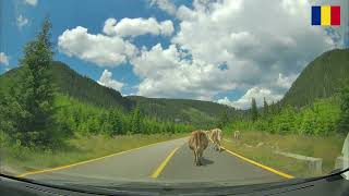 Romania Transalpina part 33  Rumunia Transalpina część 33 [upl. by Aneg986]