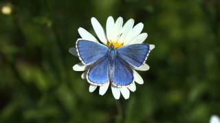 Modrásek jetelový  Polyommatus bellargus [upl. by Ebag]