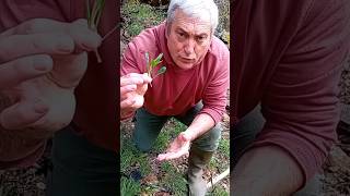 ¿Conocéis las collejas 🌱 ¡Son plantas que se pueden comer 🧆 Tortilla de collejas [upl. by Yecaw]