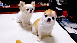 老犬チワワが想像も出来ないまさか！の行動に笑いが止まりませんでしたｗ【funny dog】 [upl. by Nebur]