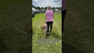 Residential dog training graduate Vinnie showing us all he has learnt at Cranleigh Show dogtraining [upl. by Sherl720]