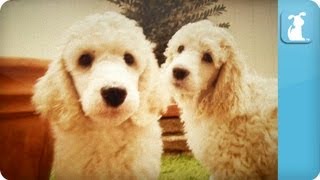 Poodle Puppies  Puppy Love [upl. by Aekim]